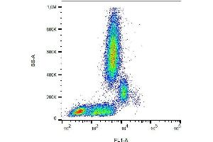 Surface staining of human peripheral blood with anti-human CD31 (MEM-05) FITC. (CD31 Antikörper  (FITC))