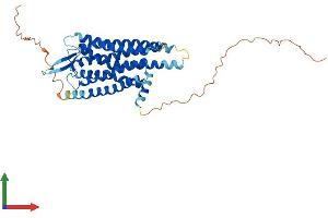 AlphaFold protein structure predicition of Human Recombinant NMBR Protein, UniprotID P28336 (NMBR Protein (AA 1-390) (His tag))