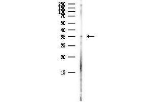 anti-Par-6 Partitioning Defective 6 Homolog alpha (PARD6A) (N-Term) antibody
