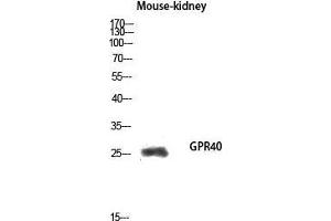 Western Blot (WB) analysis of Mouse Kidney lysis using GPR40 antibody.