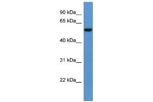 Western Blot showing FCAMR antibody used at a concentration of 1-2 ug/ml to detect its target protein. (FCAMR Antikörper  (C-Term))