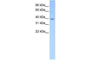 WB Suggested Anti-Elf3 Antibody Titration:  0. (ELF3 Antikörper  (Middle Region))