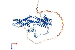 Bestrophin 2 Protein (BEST2) (AA 1-508) (His tag)