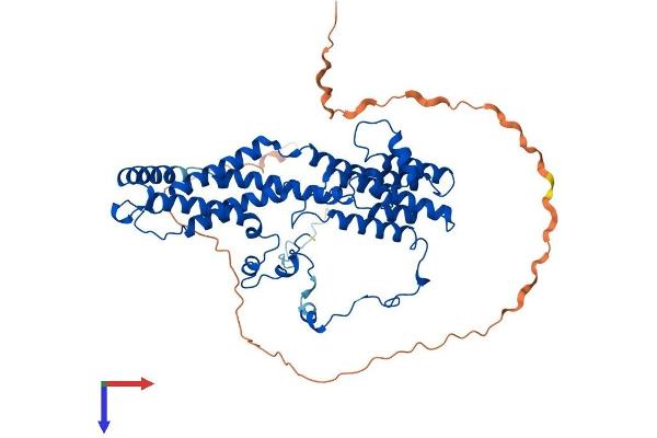 Bestrophin 2 Protein (BEST2) (AA 1-508) (His tag)
