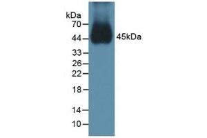 Detection of BMP15 in Mouse Testis Tissue using Polyclonal Antibody to Bone Morphogenetic Protein 15 (BMP15) (BMP15 Antikörper  (AA 274-390))