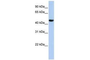 Image no. 1 for anti-Zinc Finger Protein 268A (ZNF286A) (AA 108-157) antibody (ABIN6742631)