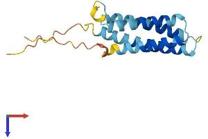 CKLF Protein (AA 1-152) (His tag)