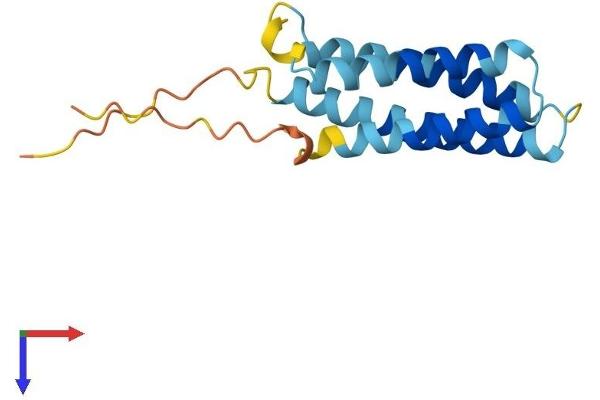 CKLF Protein (AA 1-152) (His tag)