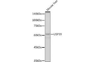 Western blot analysis of extracts of Mouse liver, using USP39 antibody (ABIN7271160) at 1:1000 dilution. (USP39 Antikörper)