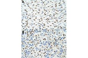 Immunohistochemical staining (Formalin-fixed paraffin-embedded sections) of human heart (A) and human liver (B) with EXOSC4 polyclonal antibody  at 4-8 ug/mL working concentration. (EXOSC4 Antikörper  (N-Term))