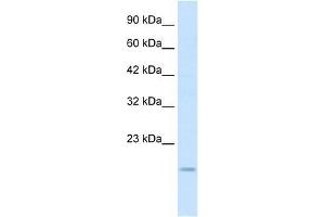 Western Blot showing SNAI1 antibody used at a concentration of 0. (SNAIL Antikörper  (N-Term))