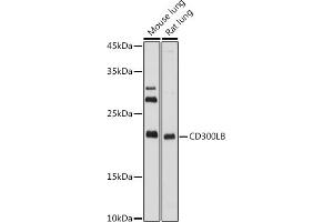 Western blot analysis of extracts of various cell lines, using CD300LB antibody (ABIN7270975) at 1:1000 dilution. (CD300LB Antikörper  (AA 1-201))