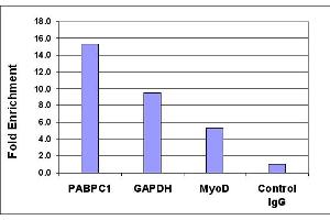 Chromatin Immunoprecipitation (ChIP) image for anti-Histone H4 (acLys5) antibody (ABIN6972133)