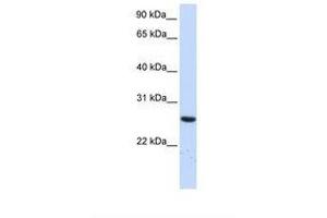 Image no. 1 for anti-Tetratricopeptide Repeat Domain 33 (TTC33) (AA 36-85) antibody (ABIN6739015) (TTC33 Antikörper  (AA 36-85))