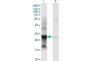 Western Blot analysis of COX4NB expression in transfected 293T cell line by COX4NB monoclonal antibody (M01), clone 4F4. (COX4NB Antikörper  (AA 113-210))