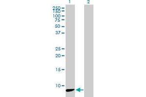 Western Blot analysis of NDUFA3 expression in transfected 293T cell line by NDUFA3 MaxPab polyclonal antibody. (NDUFA3 Antikörper  (AA 1-84))