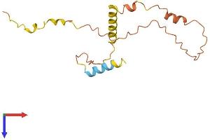 AlphaFold protein structure predicition of Human Recombinant DSCR9 Protein, UniprotID P59020