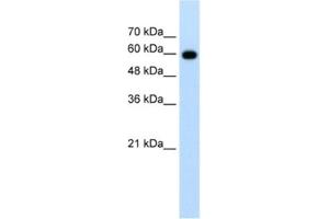 Western Blotting (WB) image for anti-Cell Division Cycle 23 (CDC23) antibody (ABIN2462655) (CDC23 Antikörper)