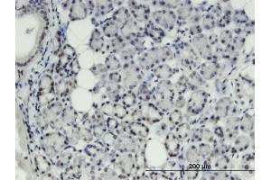 Immunoperoxidase of monoclonal antibody to THRSP on formalin-fixed paraffin-embedded human salivary gland.