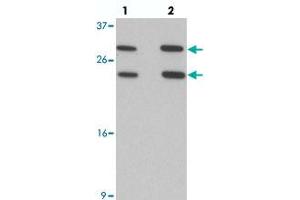 Western blot analysis of MS4A6A in 293 cell lysate with MS4A6A polyclonal antibody  at (lane 1) 1 and (lane 2) 2 ug/mL. (MS4A6A Antikörper  (N-Term))