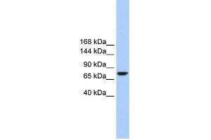 WB Suggested Anti-TMC2 Antibody Titration:  0. (Tmc2 Antikörper  (Middle Region))