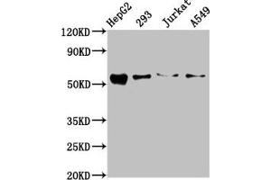Western Blot Positive WB detected in: HepG2 whole cell lysate, 293 whole cell lysate, Jurkat whole cell lysate, A549 whole cell lysate All lanes: ZDHHC14 antibody at 10. (ZDHHC14 Antikörper  (AA 328-453))