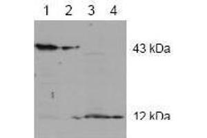 Image no. 1 for anti-Caspase 2, Apoptosis-Related Cysteine Peptidase (CASP2) antibody (ABIN126971) (Caspase 2 Antikörper)