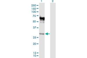 Western Blot analysis of EMX2 expression in transfected 293T cell line by EMX2 MaxPab polyclonal antibody. (EMX2 Antikörper  (AA 1-252))