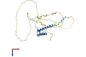 CDX2 Protein (AA 1-313) (His tag)