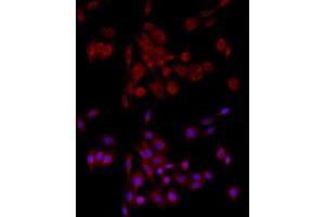 Immunofluorescence (IF) image for anti-Golgin A2 (GOLGA2) (AA 20-300) antibody (ABIN6141264)