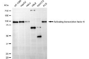Western blotting analysis using activating transcription factor 6 antibody (ABIN7797486). (Rekombinanter ATF6 Antikörper)