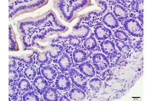 Paraformaldehyde-fixed, paraffin embedded Mouse small intestine, Antigen retrieval by boiling in sodium citrate buffer (pH6. (NR1I2 Antikörper  (AA 51-150))