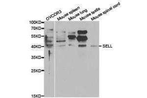 Western Blotting (WB) image for anti-Selectin L (SELL) antibody (ABIN1874720) (L-Selectin Antikörper)