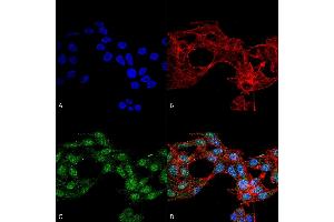 Immunocytochemistry/Immunofluorescence analysis using Rabbit Anti-Ghrelin Polyclonal Antibody (ABIN5066623).