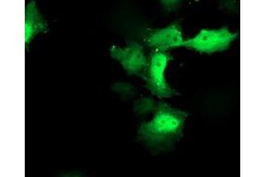 Immunofluorescence (IF) image for anti-Chromosome X Open Reading Frame 26 (CXorf26) antibody (ABIN1497688) (CXorf26 Antikörper)