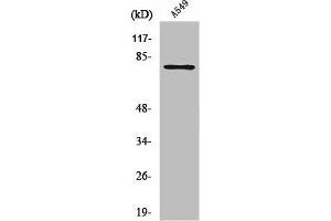 Western Blot analysis of NIH-3T3 cells using PFK-B Polyclonal Antibody (PFKL Antikörper  (C-Term))