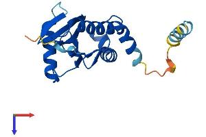 COPZ1 Protein (AA 1-177) (His tag)