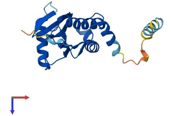COPZ1 Protein (AA 1-177) (His tag)