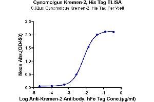 Immobilized Cynomolgus Kremen-2, His Tag at 0. (KREMEN2 Protein (AA 26-364) (His tag))