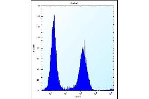 KRT1 Antibody (C-term) (ABIN656288 and ABIN2845597) flow cytometric analysis of Jurkat cells (right histogram) compared to a negative control cell (left histogram). (KRTAP25-1 Antikörper  (C-Term))