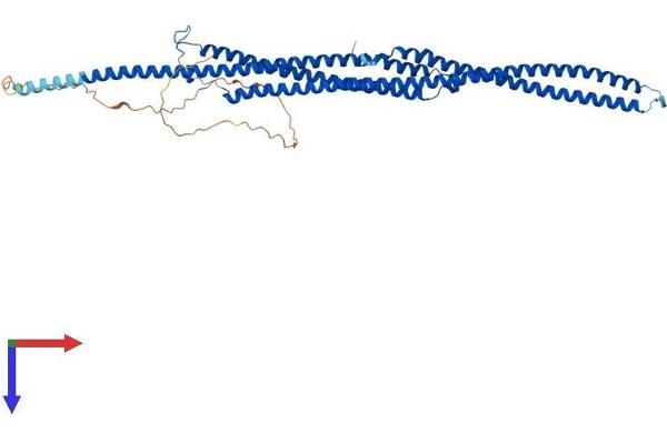Tektin 3 Protein (TEKT3) (AA 1-490) (His tag)