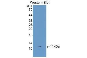Western Blotting (WB) image for anti-Diazepam Binding Inhibitor (DBI) (AA 2-87) antibody (ABIN1176163)