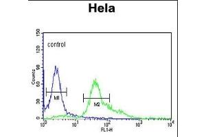 S100A6 Antibody (C-term) (ABIN391522 and ABIN2841482) flow cytometric analysis of Hela cells (right histogram) compared to a negative control cell (left histogram).