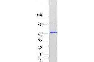 Validation with Western Blot (AADAT Protein (Transcript Variant 2) (Myc-DYKDDDDK Tag))