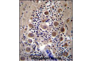 GPRASP2 Antibody (N-term) (ABIN657059 and ABIN2846225) immunohistochemistry analysis in formalin fixed and paraffin embedded human cerebellum tissue followed by peroxidase conjugation of the secondary antibody and DAB staining.