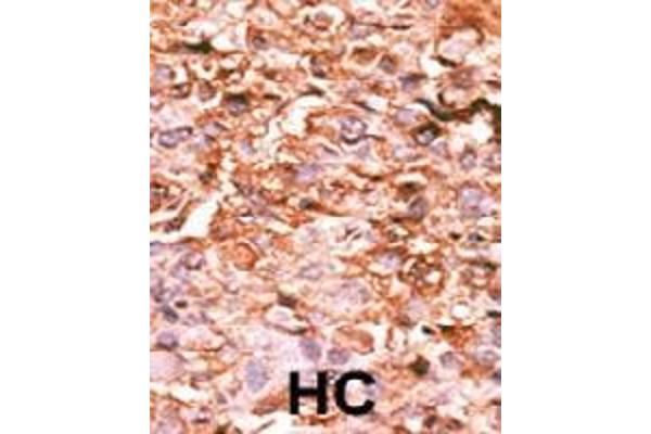 Histone H3.1 anticorps  (pSer10)