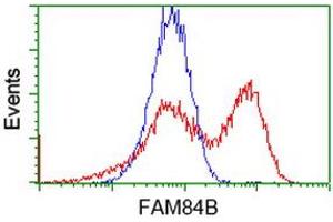 HEK293T cells transfected with either RC207996 overexpress plasmid (Red) or empty vector control plasmid (Blue) were immunostained by anti-FAM84B antibody (ABIN2453038), and then analyzed by flow cytometry. (FAM84B Antikörper)