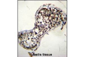 SQLE Antibody (N-term) (ABIN656555 and ABIN2845817) immunohistochemistry analysis in formalin fixed and paraffin embedded human testis tissue followed by peroxidase conjugation of the secondary antibody and DAB staining. (SQLE Antikörper  (N-Term))