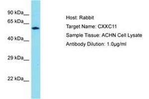 CXXC11 Antikörper  (AA 434-483)