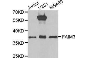 Western Blotting (WB) image for anti-Fas Apoptotic Inhibitory Molecule 3 (FAIM3) antibody (ABIN1980336) (FAIM3 Antikörper)